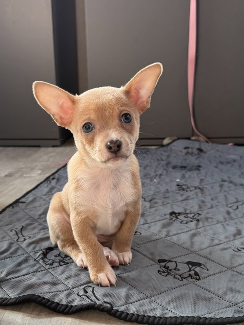 Bud, an adoptable Chihuahua in Berlin, NJ