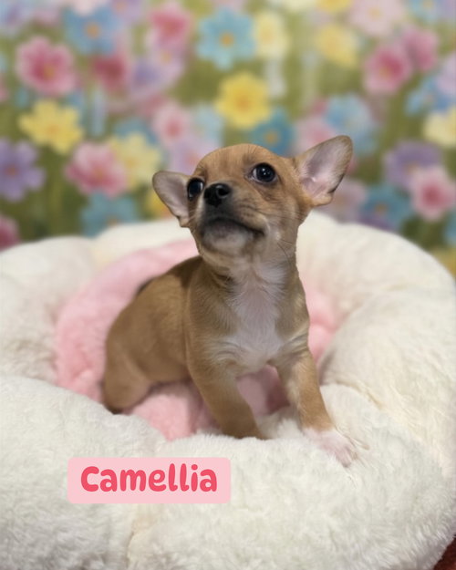 Camellia, an adoptable Chihuahua in Berlin, NJ