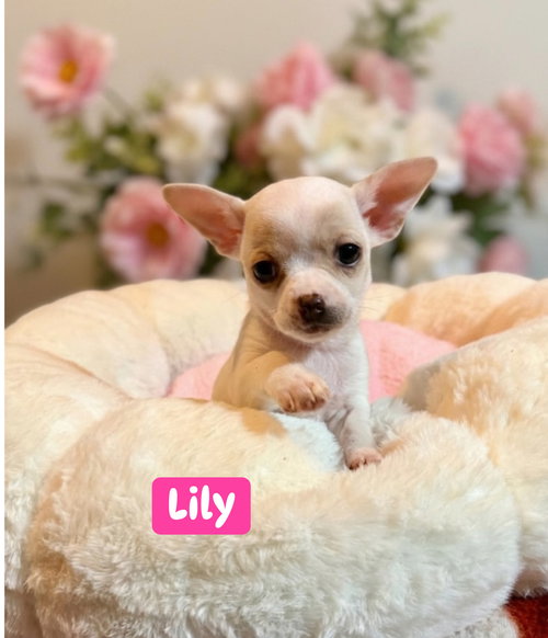 Lily, an adoptable Chihuahua in Berlin, NJ