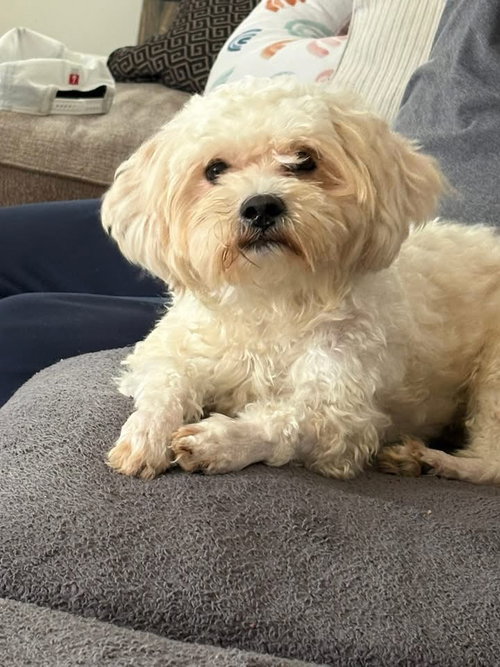 Garth, an adoptable Maltese in Berlin, NJ