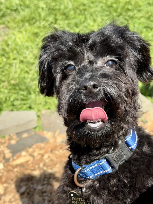 Groot, an adoptable Maltese in Berlin, NJ