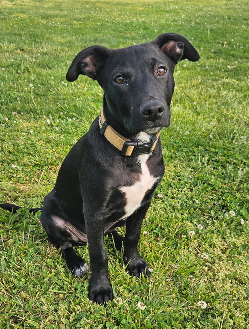 Olaf, an adoptable Terrier in Berlin, NJ