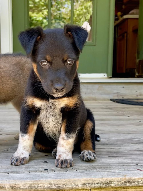 Lainey, an adoptable Shepherd in Berlin, NJ