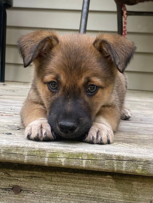 Ella, an adoptable Shepherd in Berlin, NJ