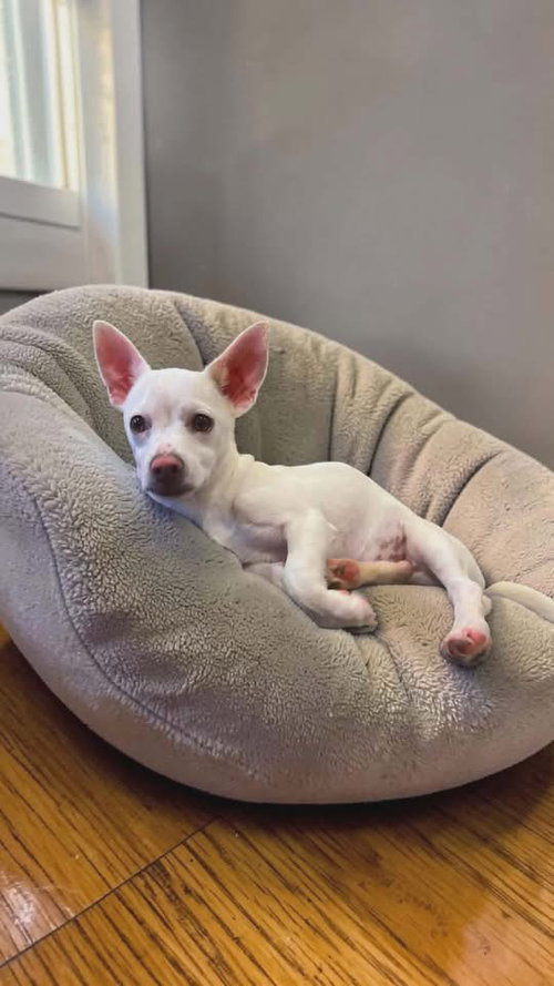 Charles Mario, an adoptable Chihuahua in Berlin, NJ