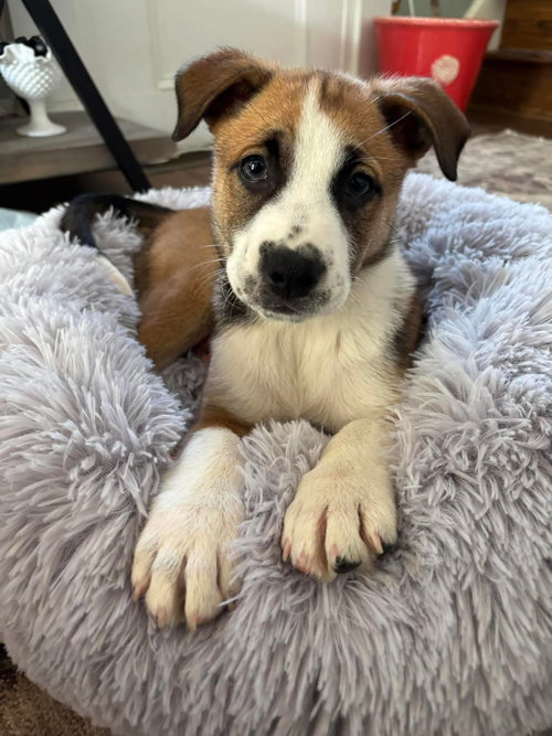 Buster, an adoptable American Staffordshire Terrier in Berlin, NJ