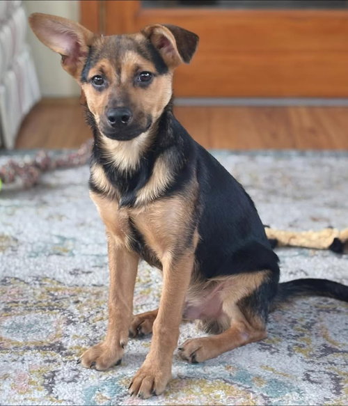 Milo, an adoptable Shepherd in Berlin, NJ