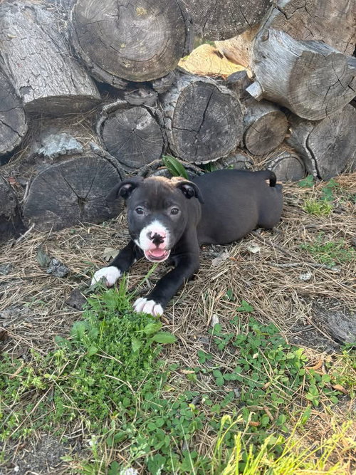 Mint, an adoptable American Staffordshire Terrier in Berlin, NJ