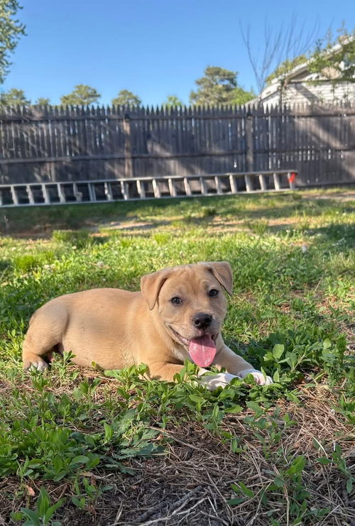 Pebble, an adoptable American Staffordshire Terrier in Berlin, NJ