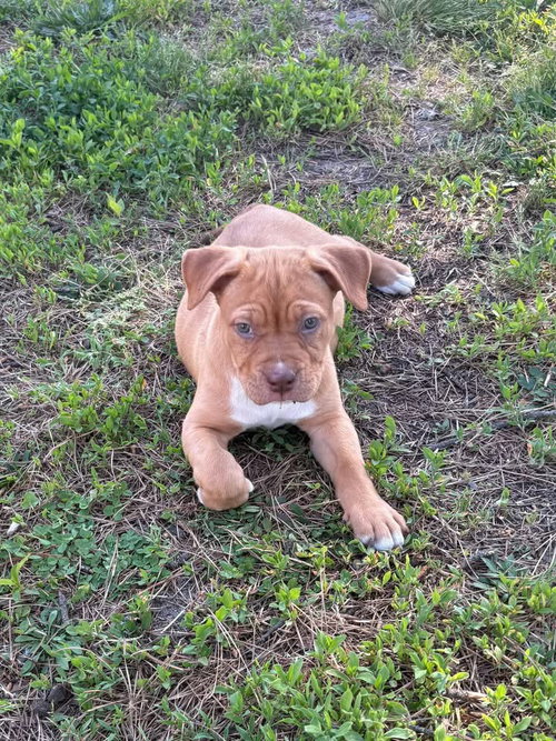 Navy, an adoptable American Staffordshire Terrier in Berlin, NJ
