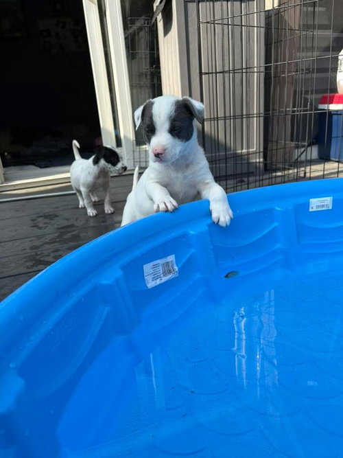 Chase, an adoptable Border Collie in Berlin, NJ