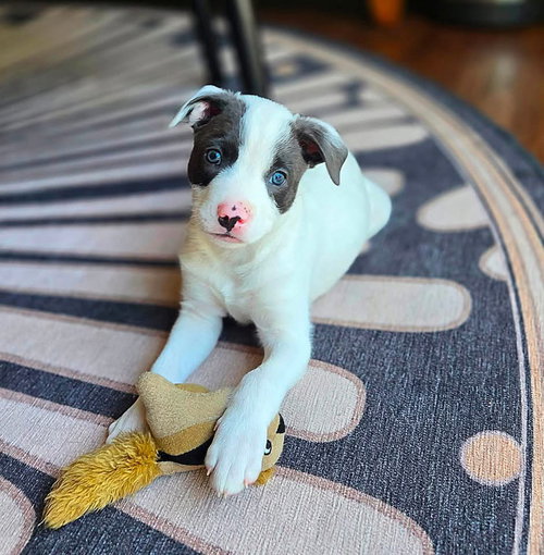 Chase, an adoptable Border Collie in Berlin, NJ