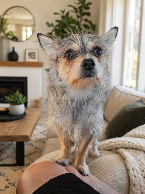 Sandi, an adoptable Yorkshire Terrier Yorkie in Berlin, NJ