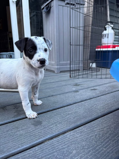 Skye, an adoptable Border Collie in Berlin, NJ