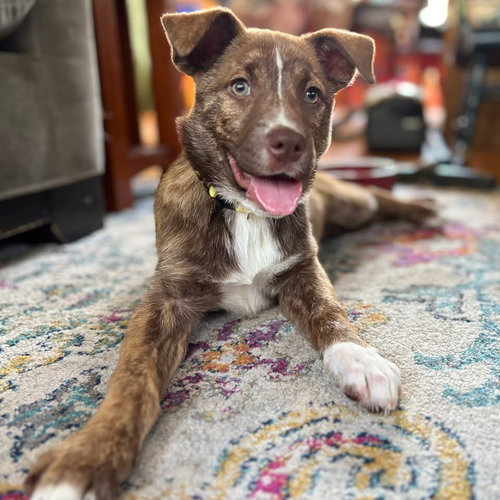 Lyra, an adoptable Australian Shepherd in Berlin, NJ