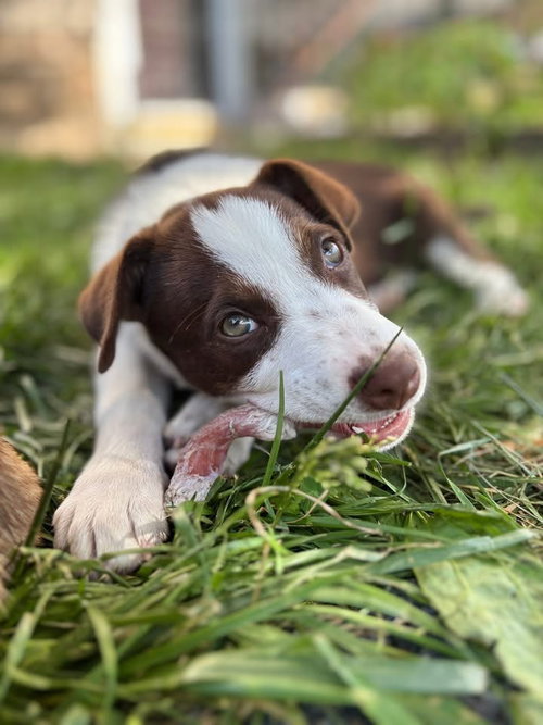 Orion, an adoptable Australian Shepherd in Berlin, NJ