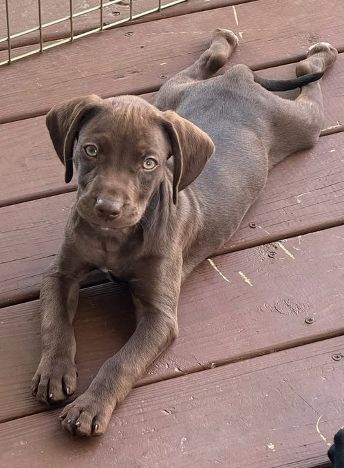 Krush, an adoptable Boykin Spaniel in Berlin, NJ