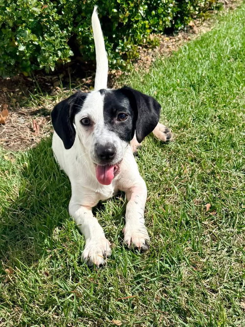 Heidi, an adoptable Pointer in Berlin, NJ