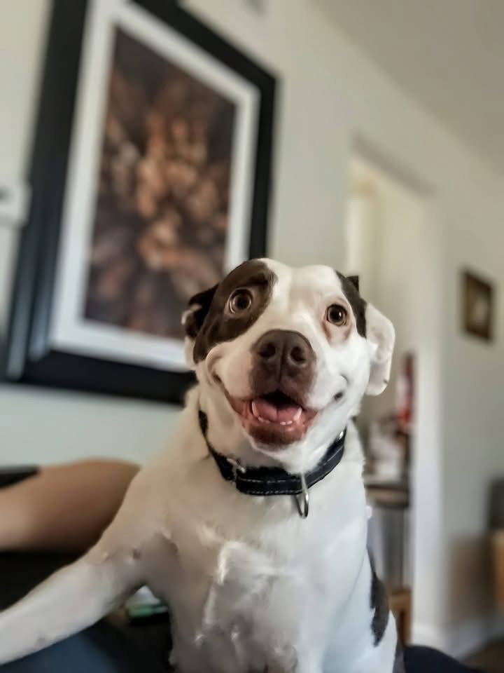Lily, dog