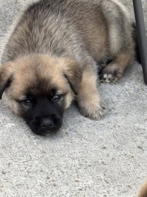 Yogi