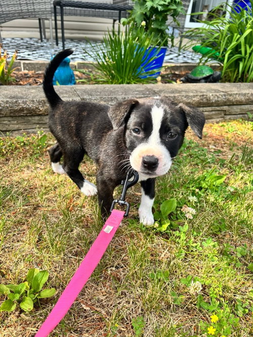 Daphne