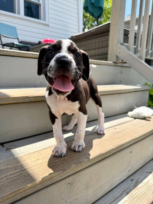 Miss Piggy, an adoptable Terrier in Berlin, NJ