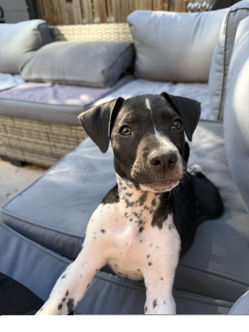 Maverick