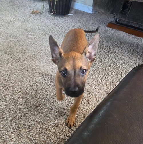 Sienna