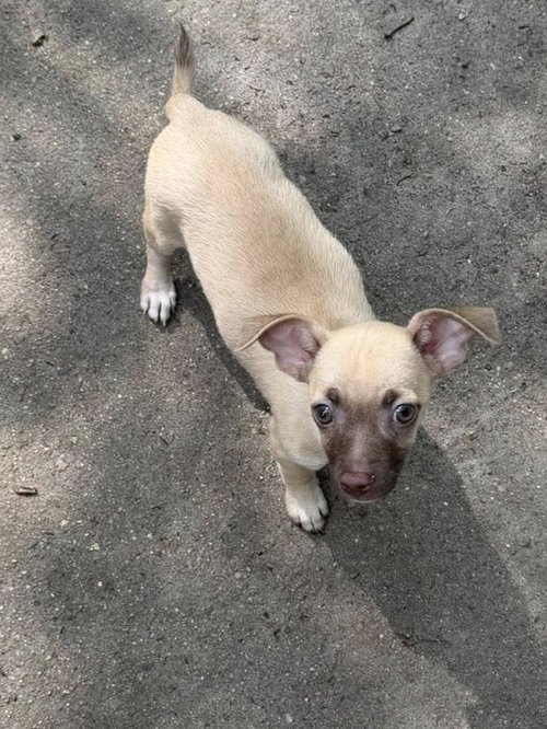 Laszlo