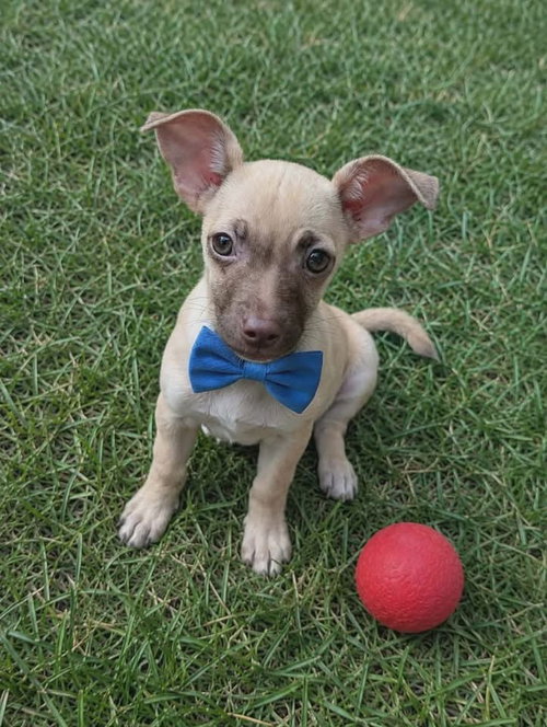 Laszlo, an adoptable Chihuahua in Berlin, NJ