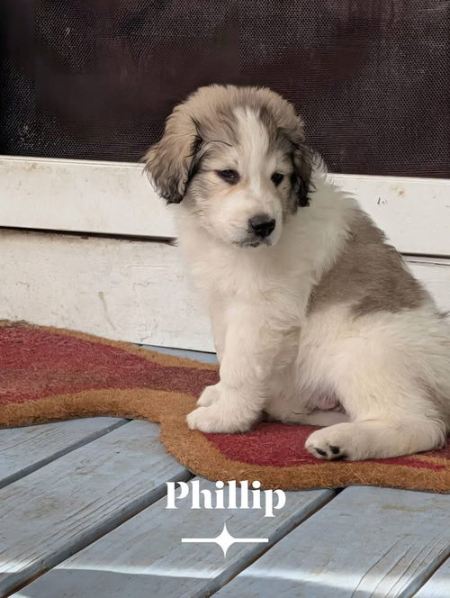 Phillip