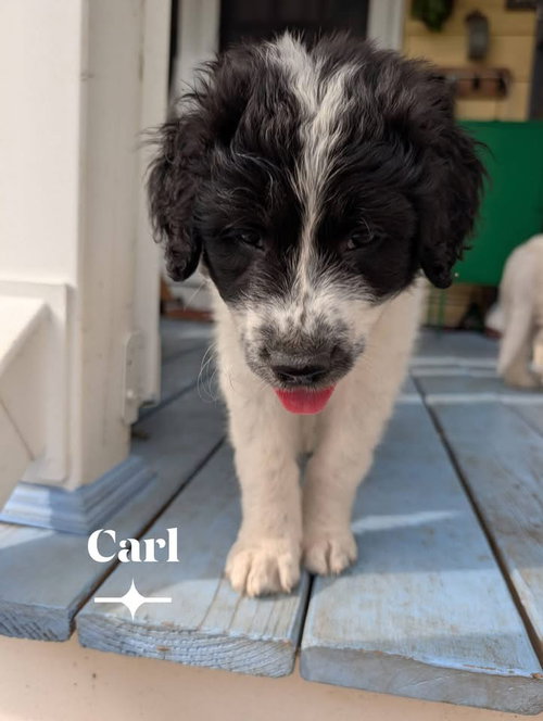 Carl