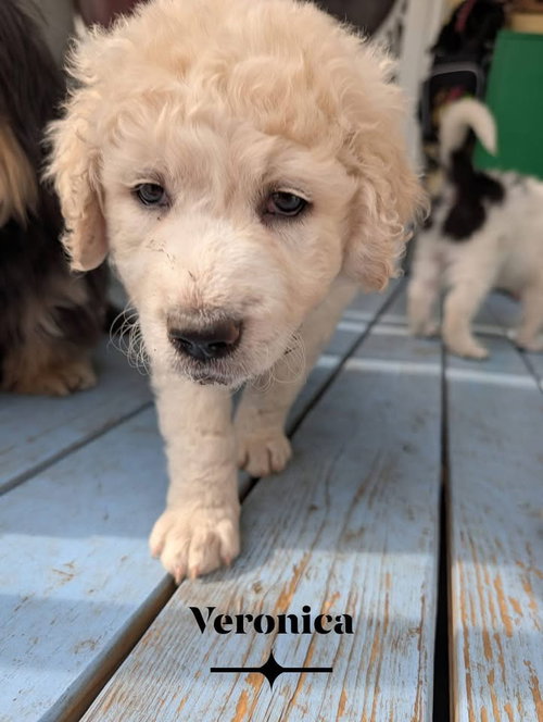 Veronica