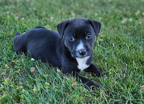 Cameron, an adoptable Labrador Retriever in Berlin, NJ