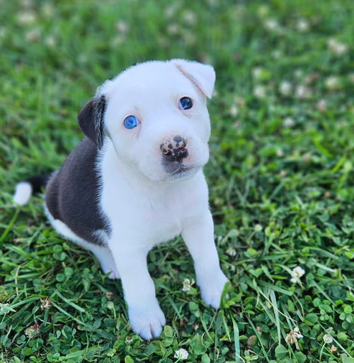 Sloane, an adoptable Labrador Retriever in Berlin, NJ