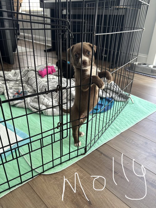 Molly, an adoptable Labrador Retriever in Berlin, NJ