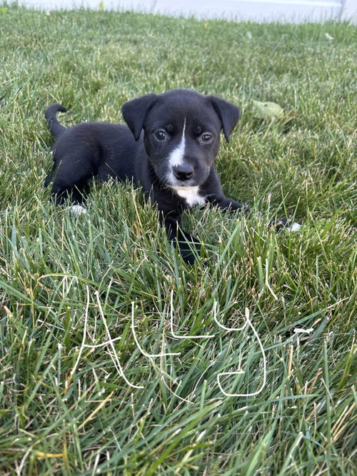 Ally, an adoptable Labrador Retriever in Berlin, NJ