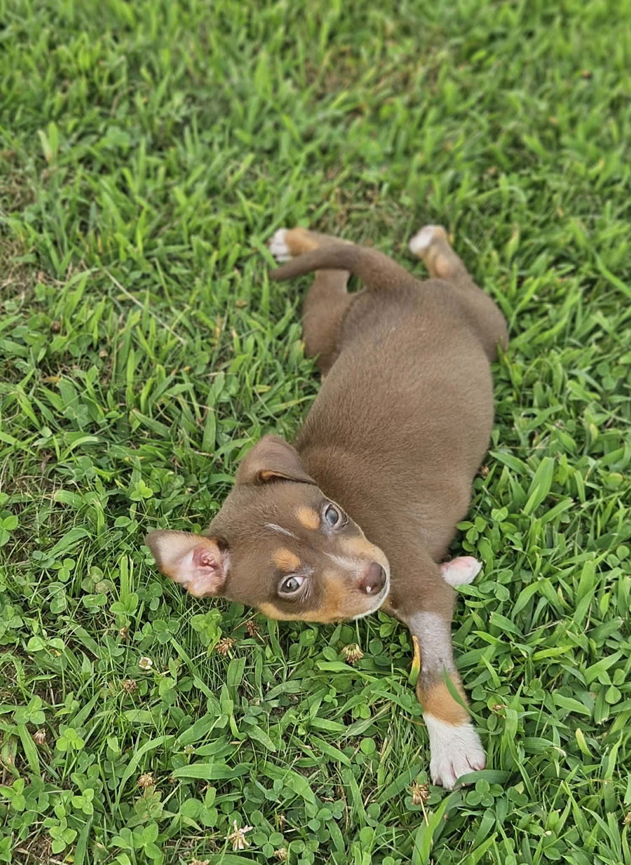 Ted