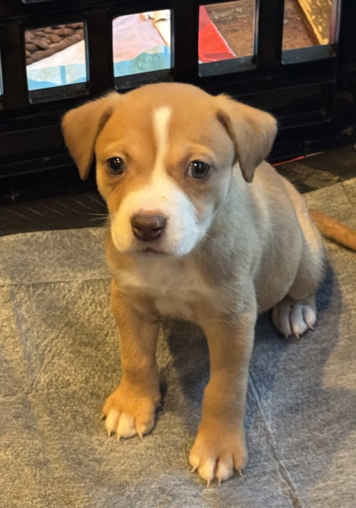 Jules, an adoptable Labrador Retriever in Berlin, NJ