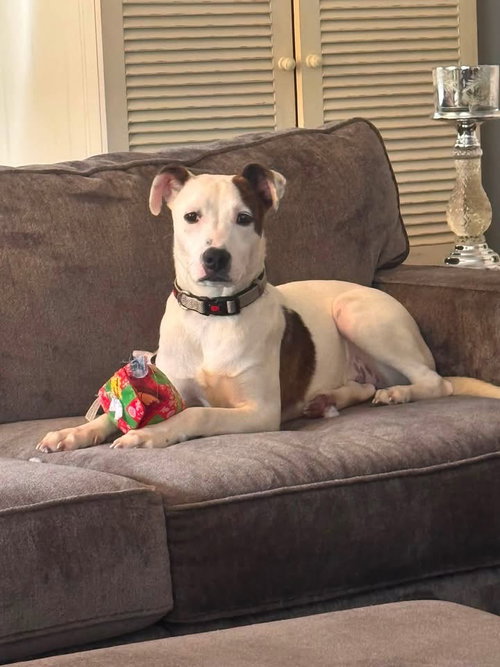 Charlie, a dog for adoption from All Mutts Matter Rescue