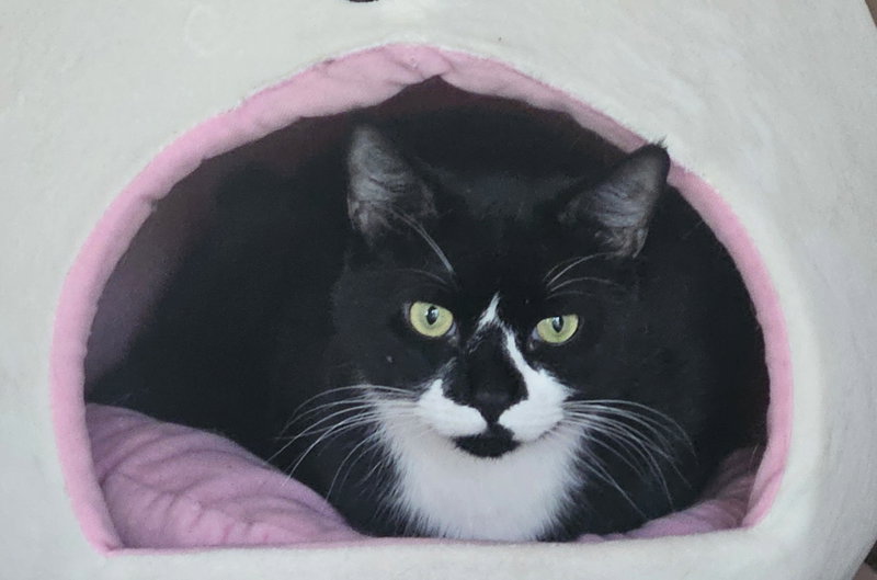 Winston, an adult male Tuxedo cat up for adoption