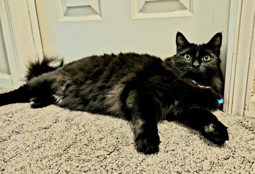 Photo 2 of Merlin