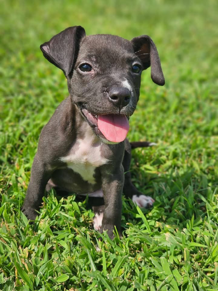 Beauregard, dog — photo 1 of 3