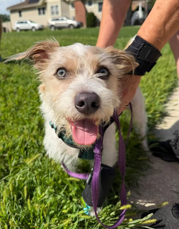 Dougie, dog — photo 1 of 3
