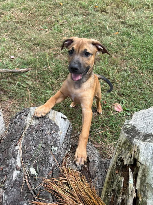 Chloe, a dog for adoption from All Mutts Matter Rescue