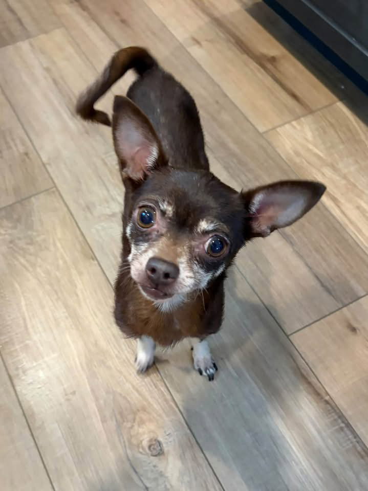Coco Pebbles, dog — photo 1 of 3