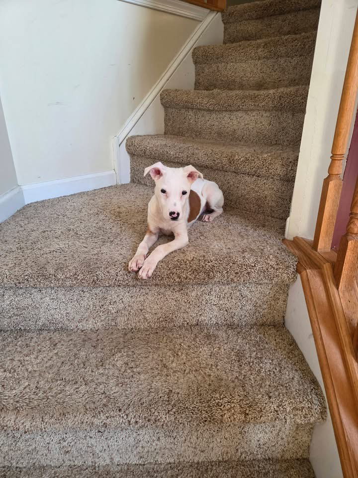 Pearl, photo 3
