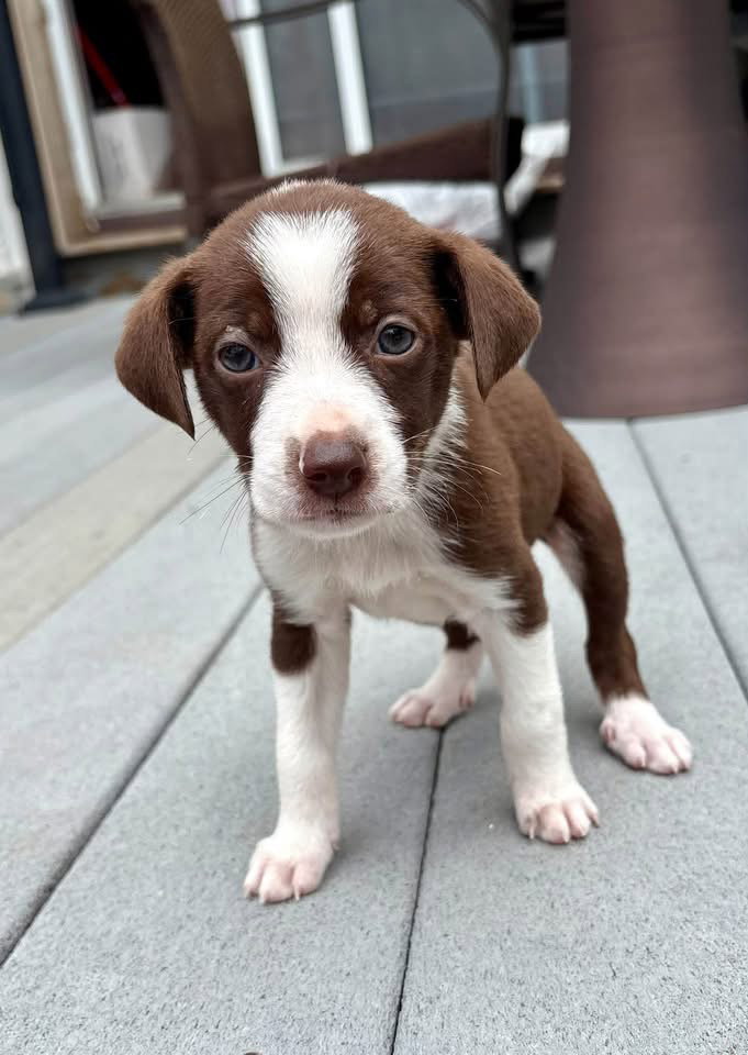 Otis, Terrier