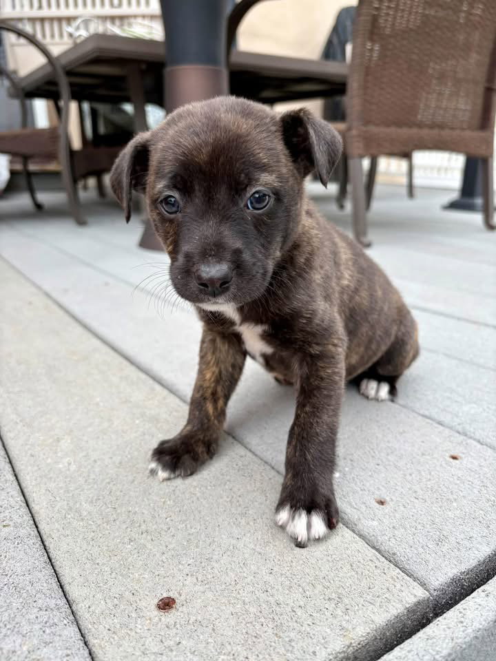 Bear, Terrier