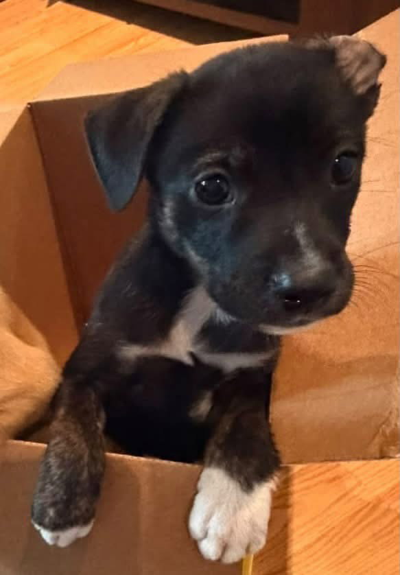Fonzie, Terrier